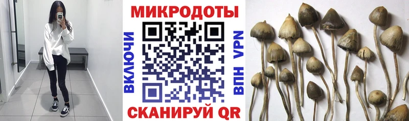 Галлюциногенные грибы Psilocybine cubensis  Западная Двина 