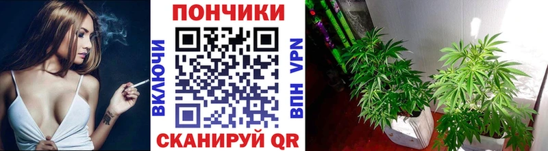 наркота  Западная Двина  Бошки Шишки White Widow 